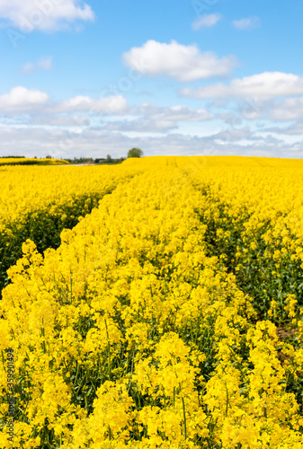 Spring on a farm. Agriculture. Flowering, bright yellow oilseed rape (Brassica napus) field. Roads entered the field with agricultural machinery.