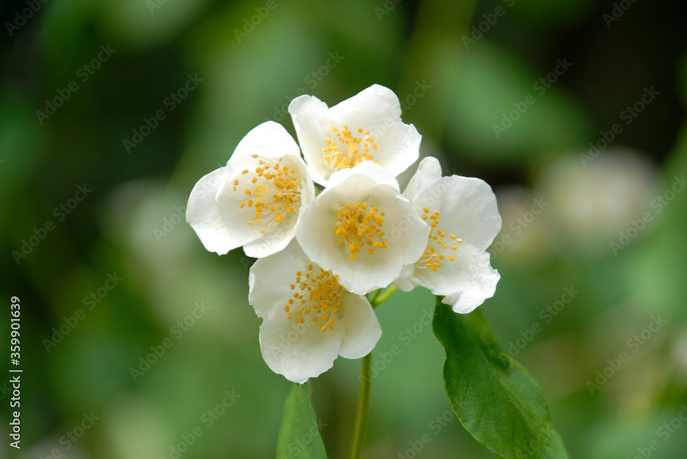 Close up of tiny white flowers with yellow stamen with soft lighting. White blooming flowers isolated on green blurred background Close up of tiny white flowers with yellow stamen with soft lighting. White blooming flowers isolated on green blurred background