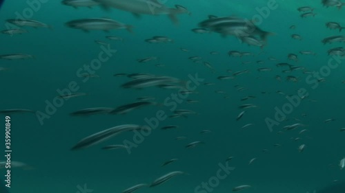 A school of ancient Leptolepis escape attack from above photo