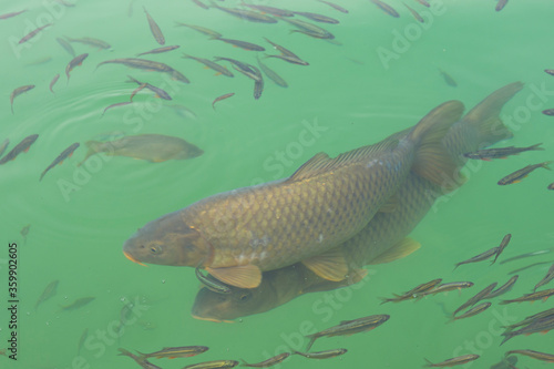 Carp and small fish in a small pond.