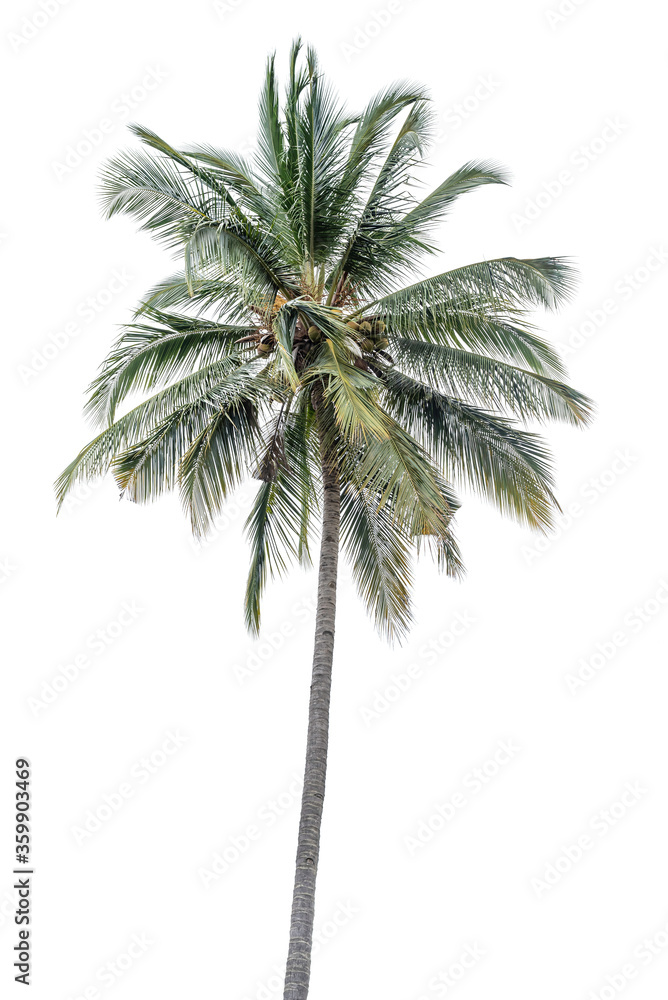 coconut tree isolated on white background coconut tree isolated on white background