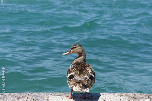 anatra papera lago mare  photo