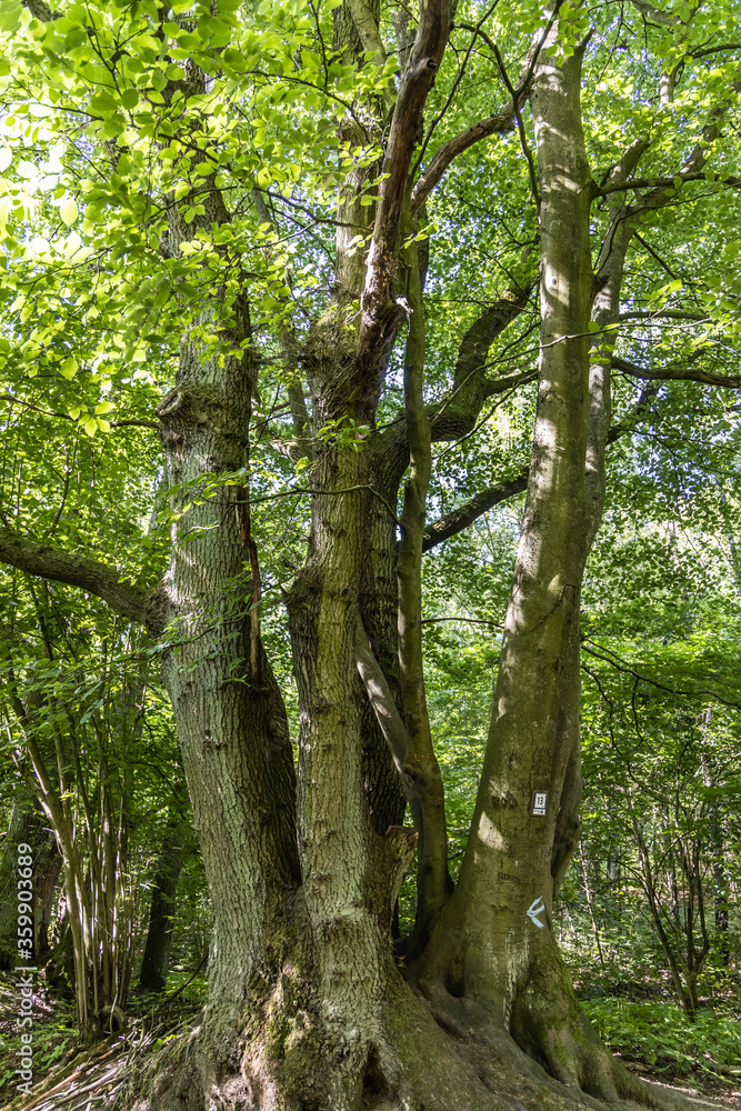 At the wildlife sanctuary Höltigbaum / Stemoorer Tunneltal