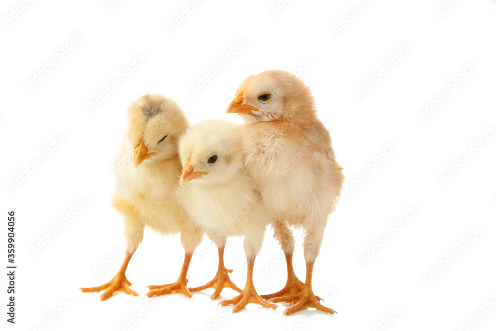 Three little chicks in front of white background. Three little chicks in front of white background.