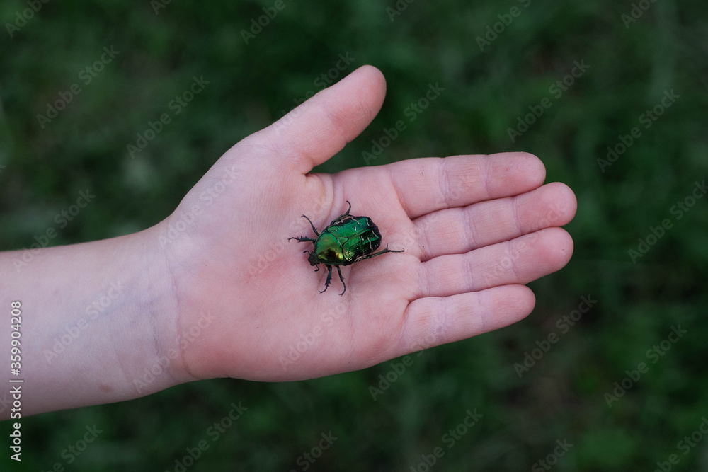 Fototapeta premium Big green beetle in the palm of my hand. The child's hands are on a green background. Summer, insect.