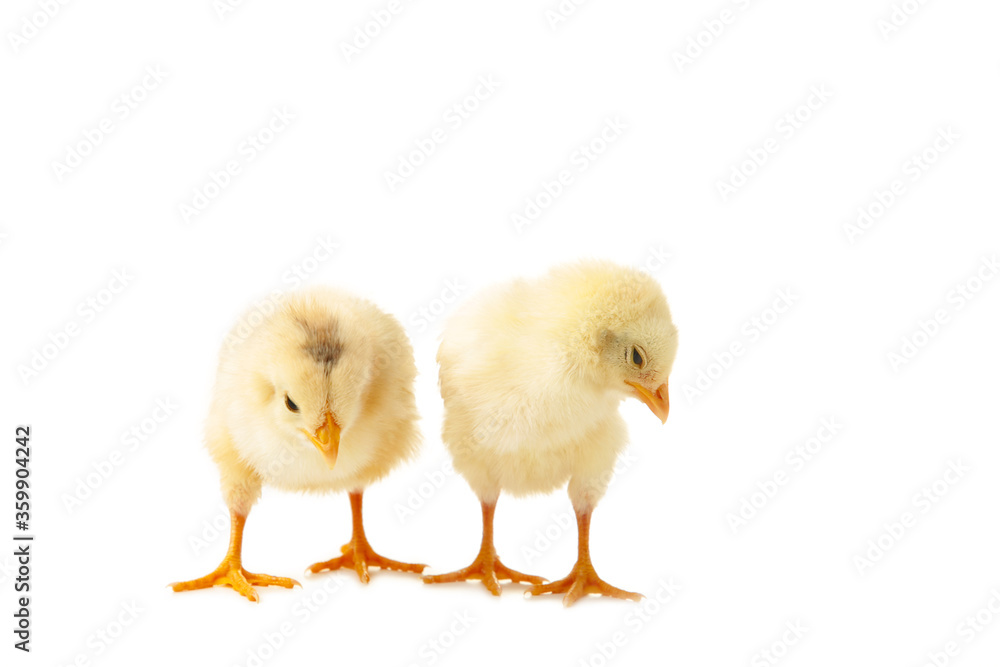 Two little chicks in front of white background.