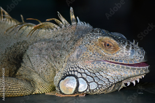 Iguana on a tree