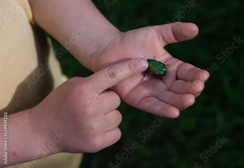 Big green beetle in the palm of my hand. The child's hands are on a green background. Summer, insect.