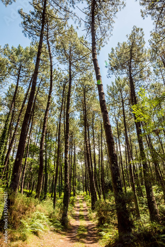 beautiful forest landscape in the south west of France