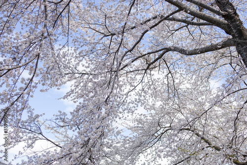 桜 © pbhtk