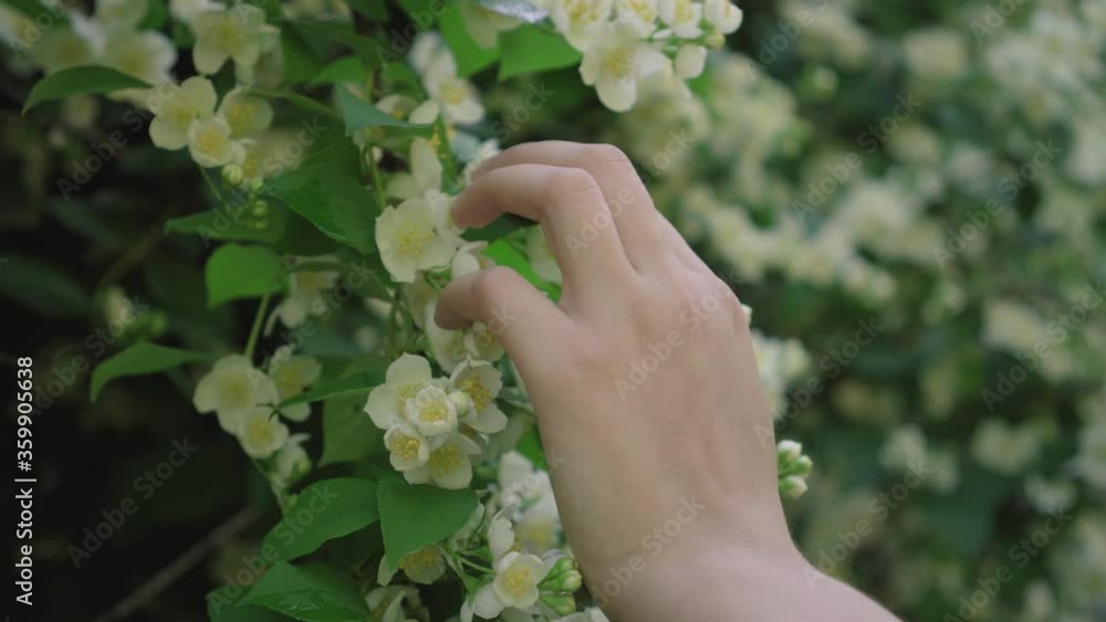 Extreme close-up of female hand touching tender white flowers on tree in park. Unrecognizable young woman enjoying blossom outdoor on sunny summer day. Lifestyle, leisure, beauty in nature. Extreme close-up of female hand touching tender white flowers on tree in park. Unrecognizable young woman enjoying blossom outdoor on sunny summer day. Lifestyle, leisure, beauty in nature.