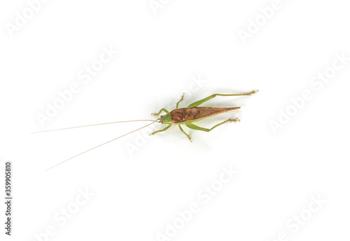 green mantis isolated on white background 
