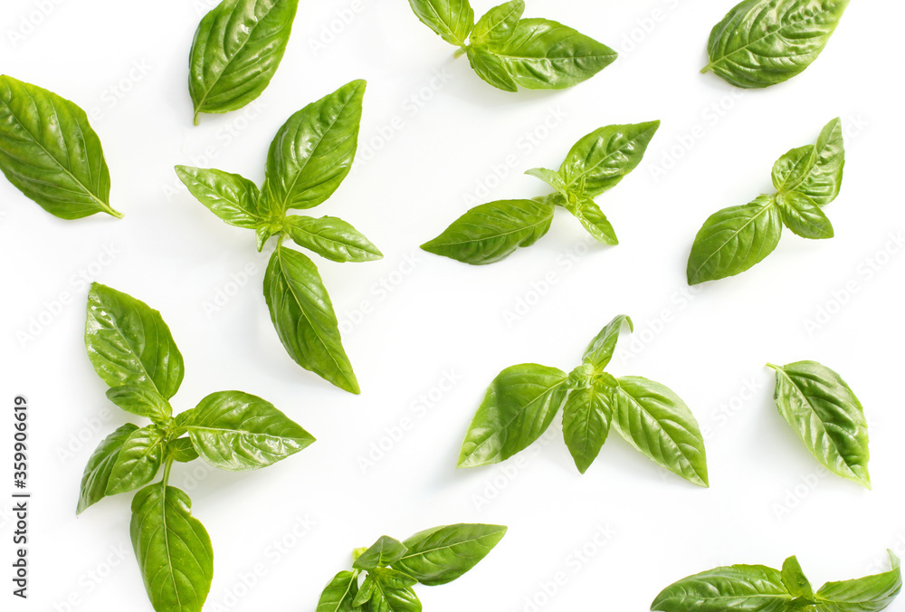 Green basil on white background. Flat lay Green basil on white background. Flat lay