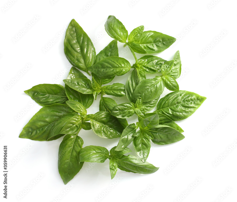 Green basil isolated on white background Green basil isolated on white background