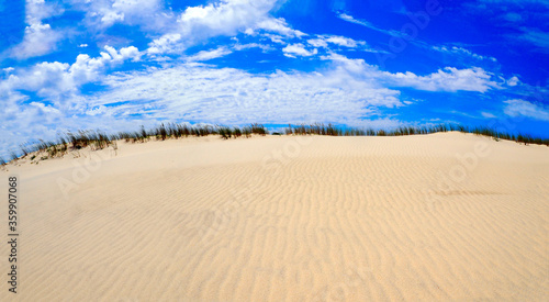 Wild plants in the sand of the Pyla dune, near Arcachon on the Atlantic coast, in Aquitaine, in the southwest of France