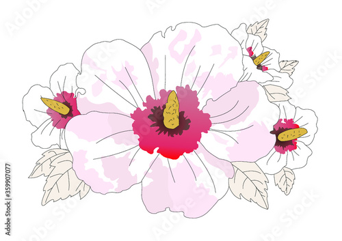 Korea national flower Mugunghwa, rose of Sharon, hibiscus