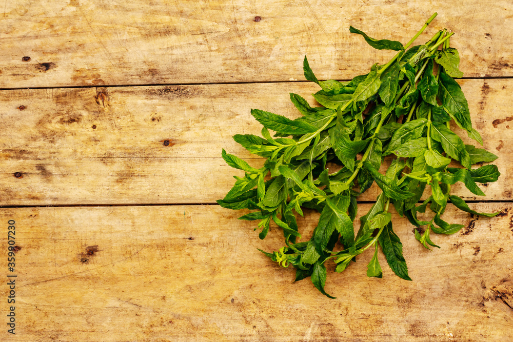 Fresh young mint. Traditional ingredient for cooking Fresh young mint. Traditional ingredient for cooking