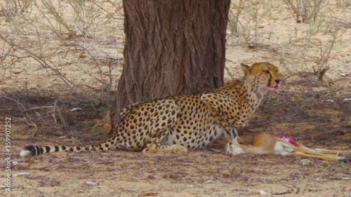 A Hungry Wary Cheetah Feeding Then Startled By Something In Kalahari Desert, South Africa - Close Up Shot photo