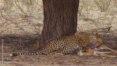 Cheetah Spotted Feeding On A  Dead Springbok Calf In Kalahari Desert, South Africa - Close Up Shot photo