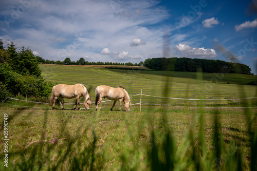 Pferde grasen auf einer Wiese 