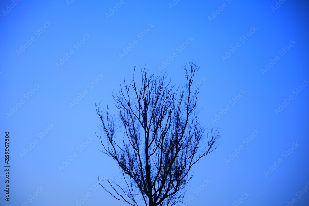 Dead tree branches, Dry Tree and Dry branch, Sunset in the Evening Dead tree branches, Dry Tree and Dry branch, Sunset in the Evening