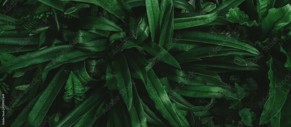 closeup nature view of tropical green monstera leaf and palms background. Flat lay, fresh wallpaper banner concept