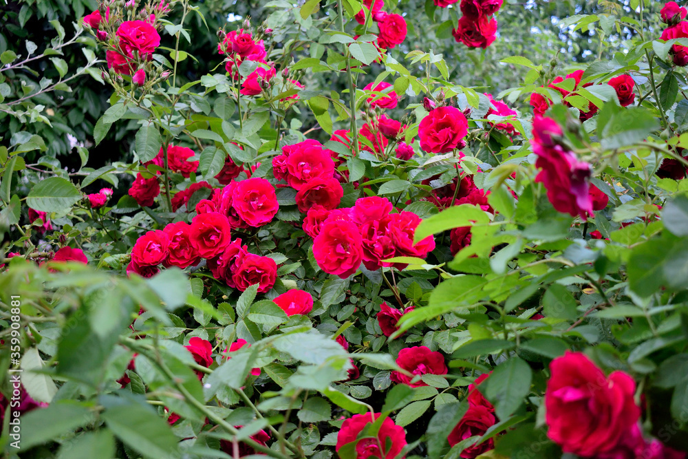 bush of blooming red roses, as a texture for the background bush of blooming red roses, as a texture for the background