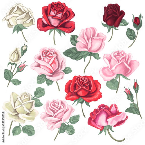 Blooming roses - hand drawn digital illustrations. Set of different colors and flowers