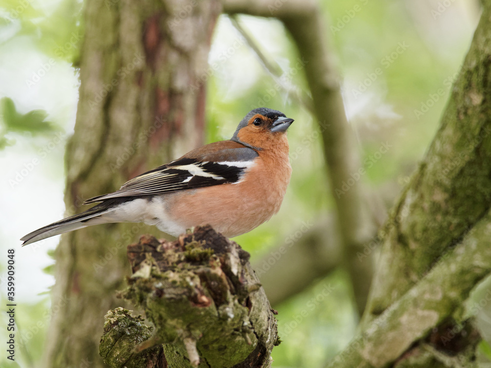 A male chaffinch (Fringilla coelebs) sat on a branch in a tree at Daisy Nook Country Park, Oldham surrounded by green leaves A male chaffinch (Fringilla coelebs) sat on a branch in a tree at Daisy Nook Country Park, Oldham surrounded by green leaves