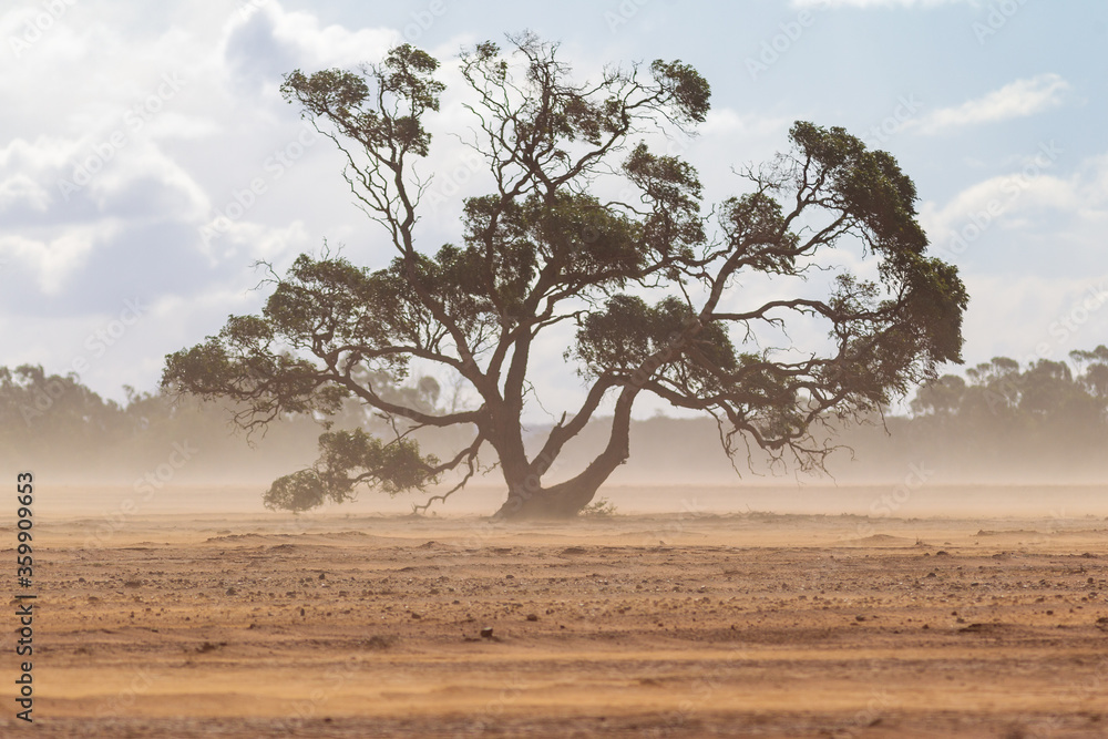 A single large tree  in a farm paddock with a passing dust storm in country south australia on 20th June 2020