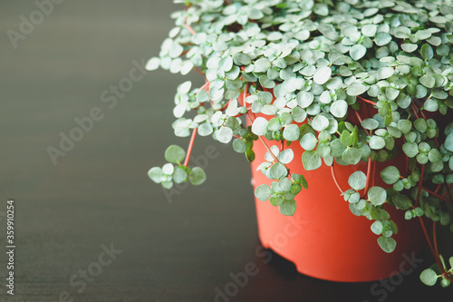 Pilea Glauca, plant, home, decor. Home plant Pilea Glauca on a dark background. Beautiful plant for home and balcony. Scandinavian design and concept. photo