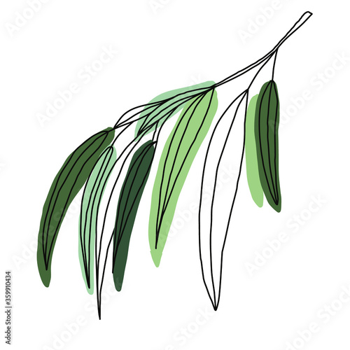 Willow branch. Simple vector illustration isolated on white background.