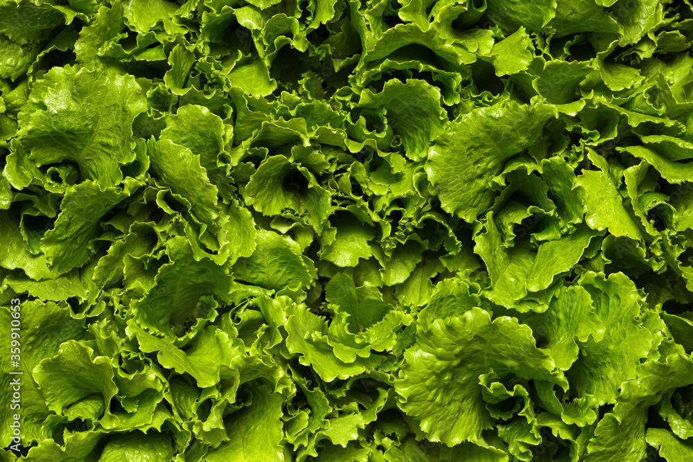 Fresh green Lettuce salad background Fresh green Lettuce salad background