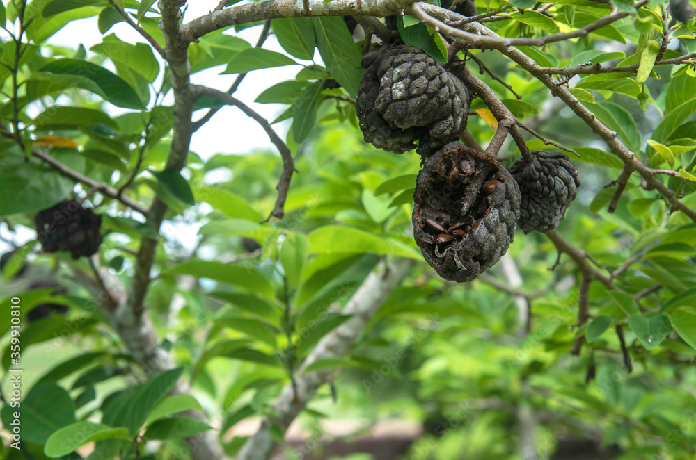 Fototapeta premium rotten fruit. custard apple in the garden 