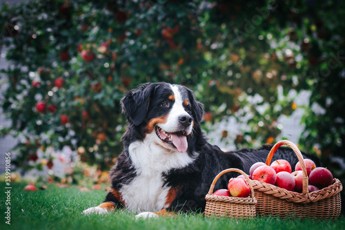 Bernese mountain dog posing with apples in green garden. Full basket of apples with dog.