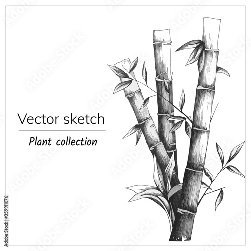 nk drawn bamboo on a white background. Black and white vector sketch. Botanical illustration.