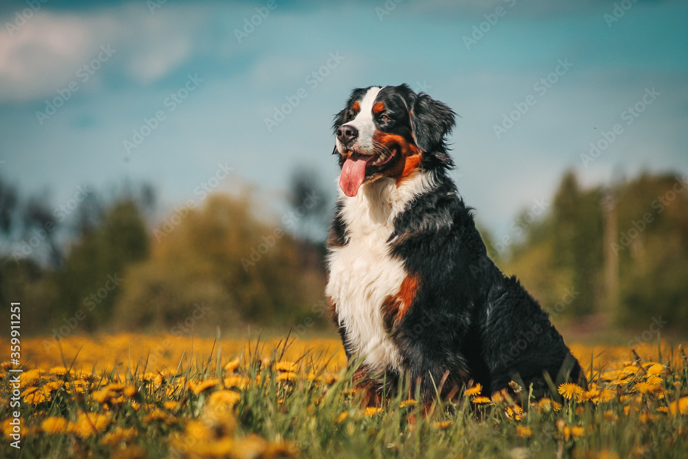 Bernese mountain dog in park roses background. Flowers around and dog. Bernese mountain dog in park roses background. Flowers around and dog.
