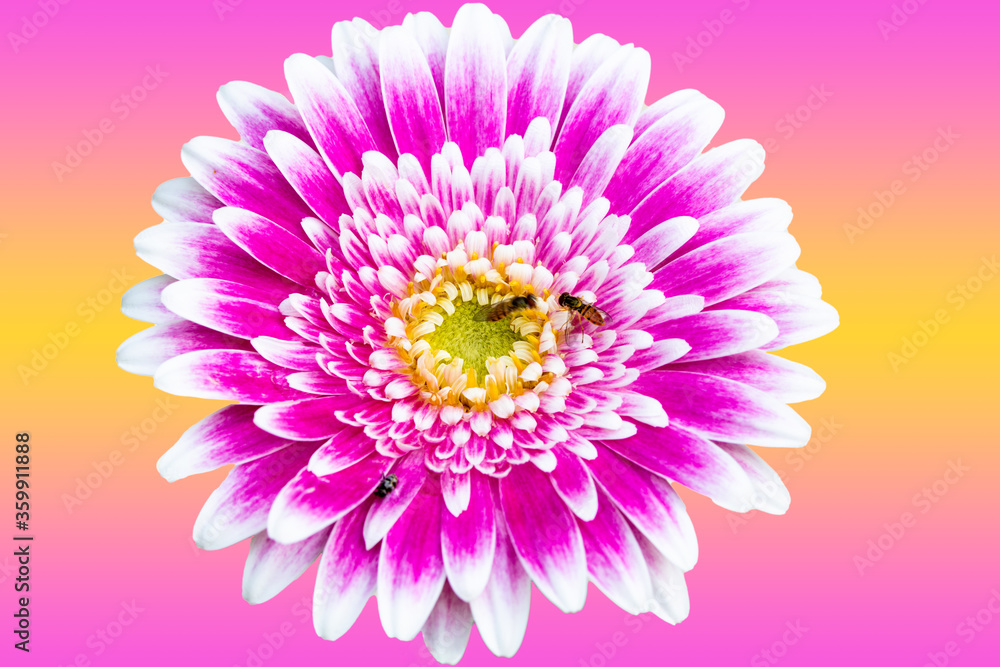 Closeup of a Beautiful Pink and White Gerbera Daisy Flower in Summer