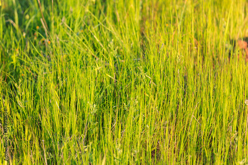 Fototapeta Naklejka Na Ścianę i Meble -  Bright grass