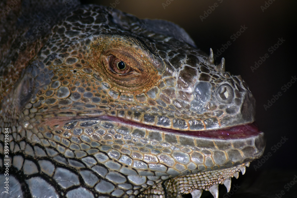 Fototapeta premium Portrait of a iguana