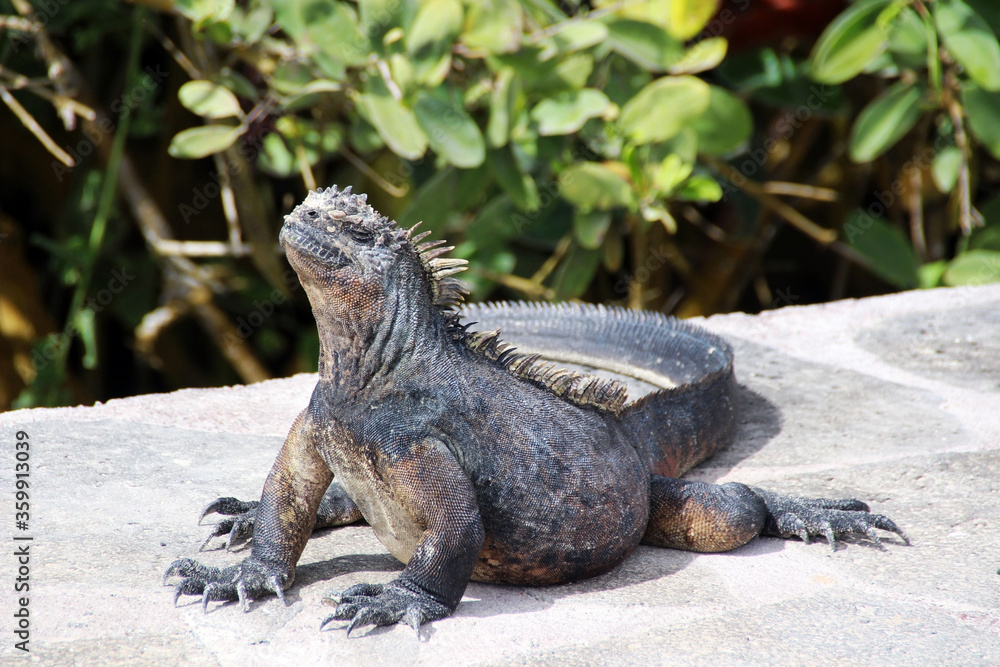 Riesenechsen Waran Varanus auf den Galapagos Inseln Riesenechsen Waran Varanus auf den Galapagos Inseln