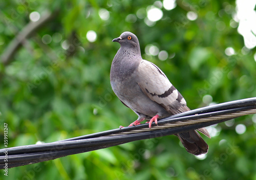 Pigeon on power cable