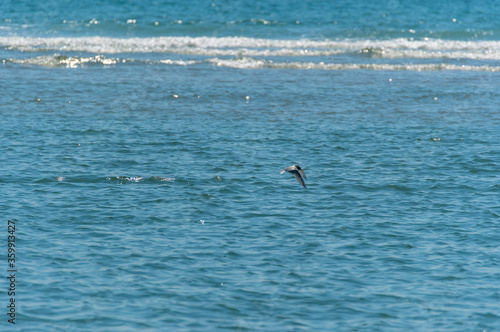 Tern Flying at the Shore