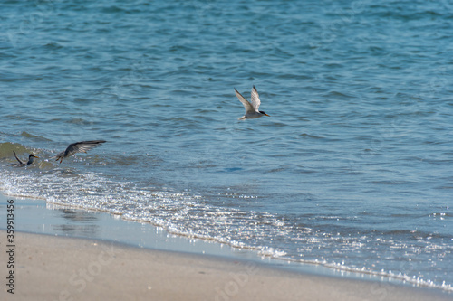 Terns Fishing at the Shore