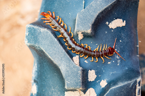 Valokuvatapetti Centipede is a poisonous animal with many legs that can bite and release poison to enemies