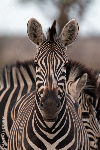 Straight on portrait of a zebra.
