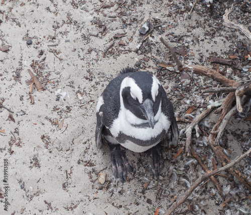 Brillenpinguine am Boulders Beach in Simon’s Town Südafrika