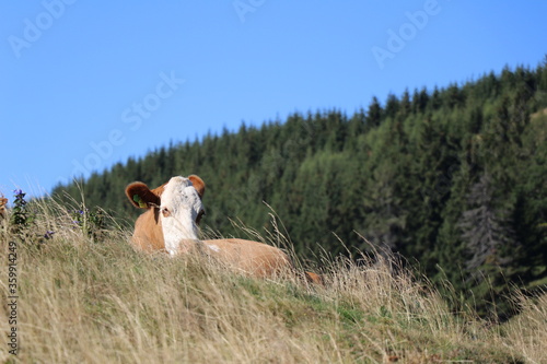 Leżąca krowa w otoczeniu wzgórz photo