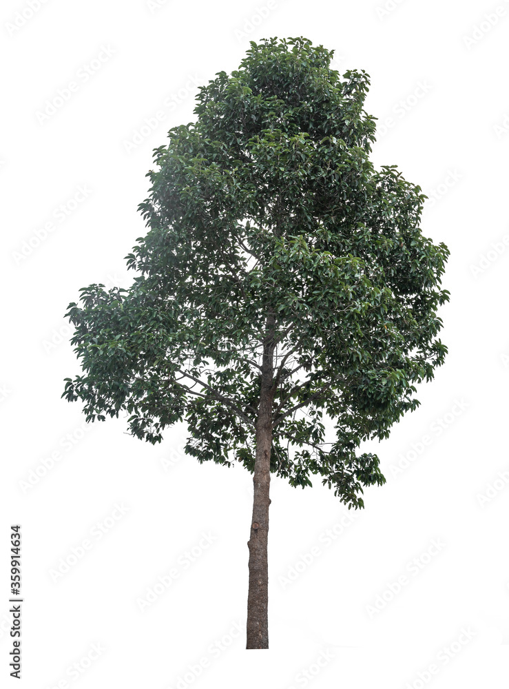 tree isolated on white background 