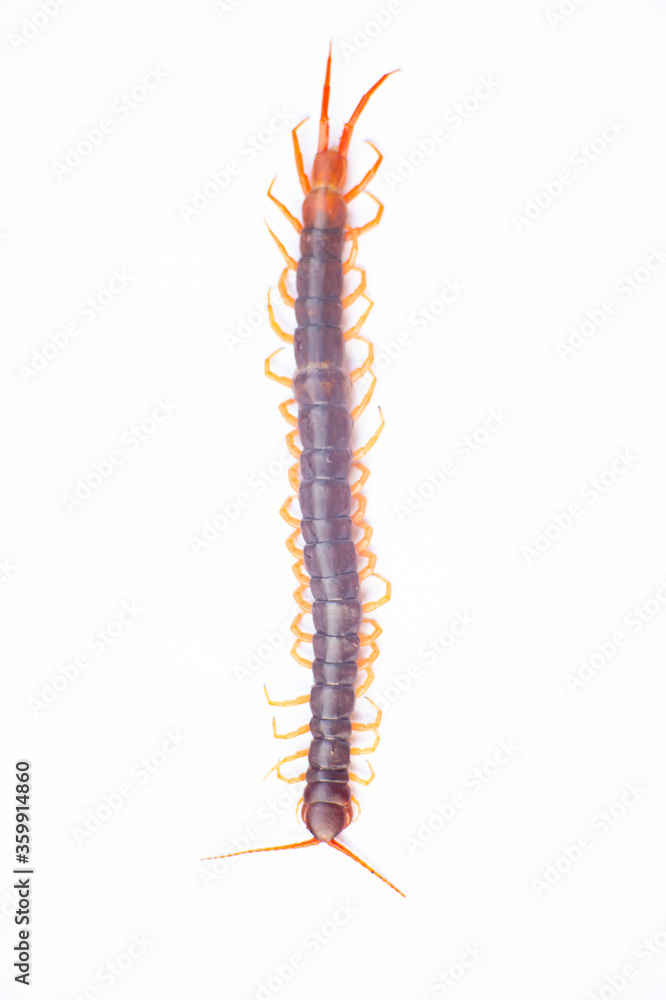 Centipede is a poisonous animal with many legs that can bite and release poison to enemies. Centipede is a poisonous animal with many legs that can bite and release poison to enemies.